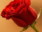 Red Rose