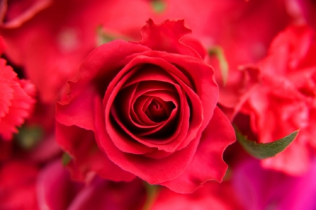 Valentine-s Rose - flowers, red, rose, Valentine, still life