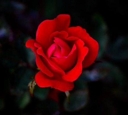 beautiful red rose - red, roses, beautiful, flowers, still life