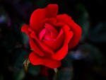 beautiful red rose