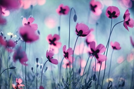 Poppy - flowers, poppy, nature, soft, nice, colors, field, pastel