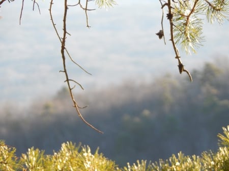 Piece of Nature - nature, pine, grass, photo, mountain, tree