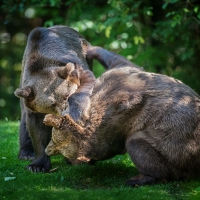 bear fight