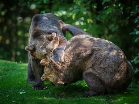 bear fight - polar bear bear cub, brown bear, art, animal black, bear, wallpaper, bear fight