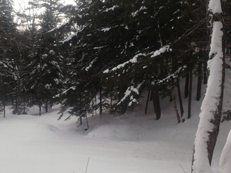 ~~; Big Cedar, Pure Snow ;~~ - snow, trees, winter, nature