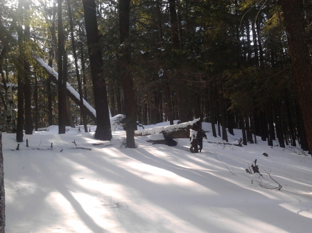 ~~; Frozen  Shadows ;~~ - snow, shadows, trees, winter