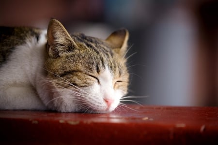 Cat - paws, face, pretty, cute, animals, beauty, beautiful, sweet, cat, sleeping, kitty, cats, kitten, hat, lovely, cat face