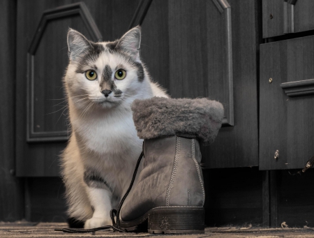 Cat - hat, pretty, cat face, beautiful, beauty, lovely, paws, sweet, cat, kitten, cute, cats, face, sleeping, animals, kitty