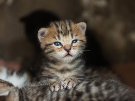 Tiger - paws, face, pretty, cute, animals, beauty, beautiful, sweet, cat, sleeping, kitty, cats, kitten, hat, lovely, cat face