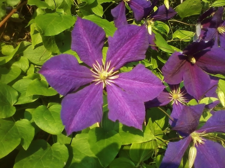 clematis vine - garden, flower, purple, sunny