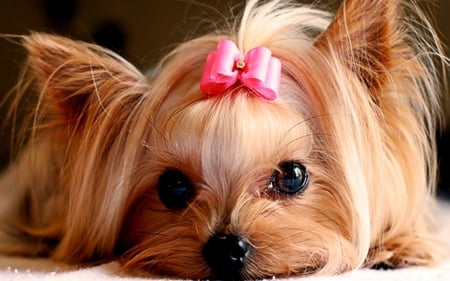 i have had a bad hairday - adorable, bow, hair, dog, cute