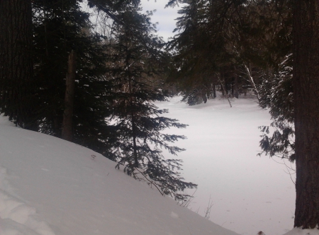 ~~; Big Cedar ;~~ - snow, trees, winter, nature