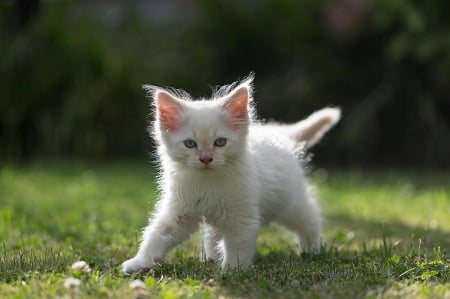 Cat - paws, face, pretty, cute, animals, beauty, beautiful, sweet, cat, sleeping, kitty, cats, kitten, hat, lovely, cat face