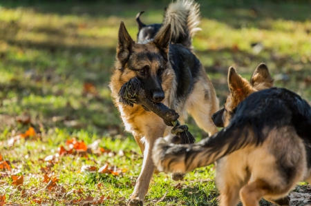 German shepherd