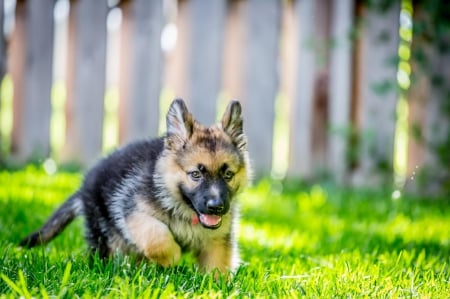 German shepherd - pretty, puppys, beautiful, dog, lovely, sweet, animal, dogs, cute, puppy, animals