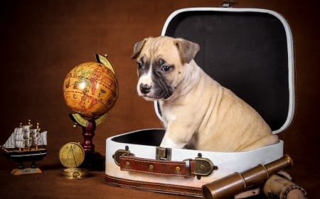 Cute dog - globe, pet, cute, dog, animals