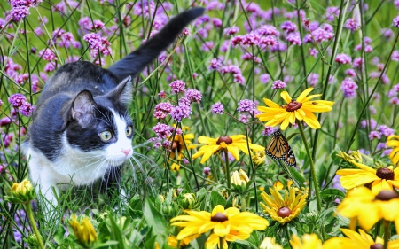 Cute cat - cat, animals, pet, flowers, cute