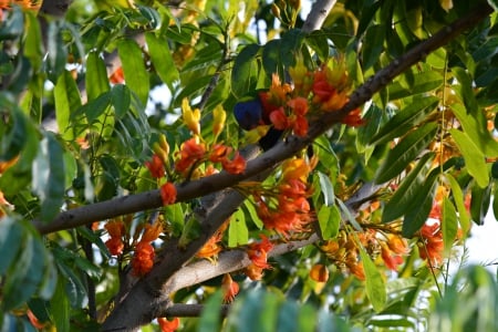 The Colours - bird, branch, colour, Beautiful, Calming, tree