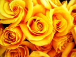 Yellow Roses