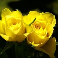 Yellow Roses