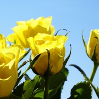 Yellow Roses