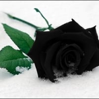 Black Rose