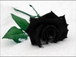 Black Rose