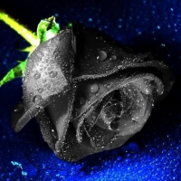 Black Rose