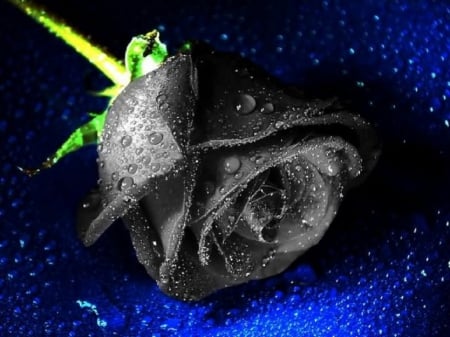 Black Rose - wet, black, rose, flower