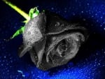 Black Rose