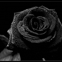 Black Rose