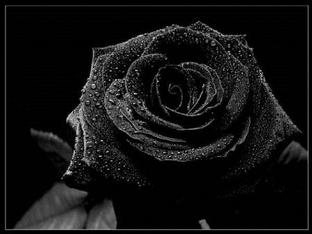 Black Rose - wet, black, rose, flower