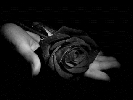 Black Rose - black, rose, flower, hand