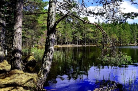 Lake - nature, lake, tree, forest