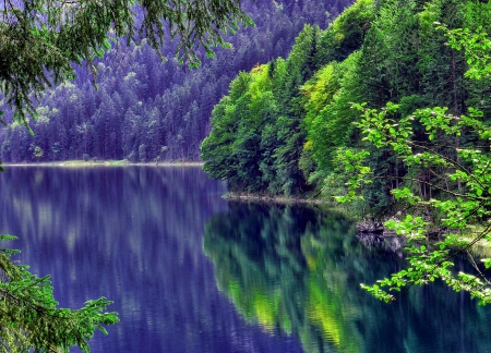 Lake - lake, forest, nature, tree