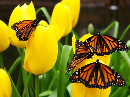 Butterflies On Flowers - flowers, butterflies on flowers, green color, butterflies