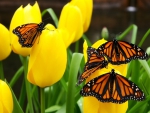 Butterflies On Flowers