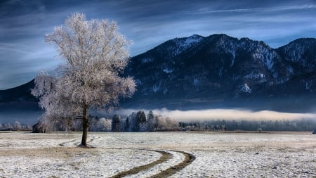 farm at the foot of bavarian mountains in winter - tracks, winter, fog, mountains, farm, tree