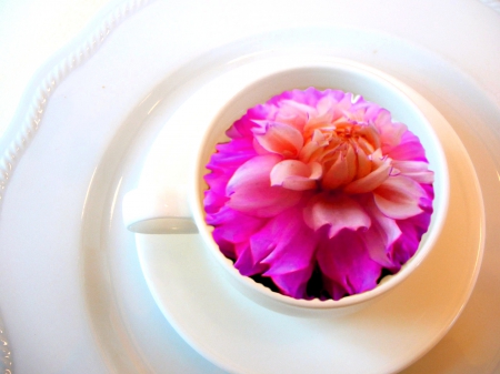 CUP of SPRING - spring, flower, saucer, cup