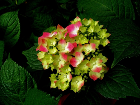 Flowers - flowers, beautiful, pink, green