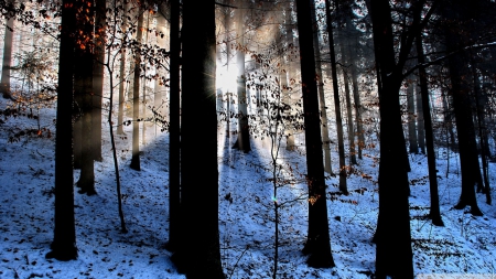 Light beams in the forest - sunlight, winter, snow, landscape, scene, HD, forest, light, tree, nature, rays of light, rays, sun, wallpaper