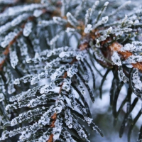 Frozen spruce