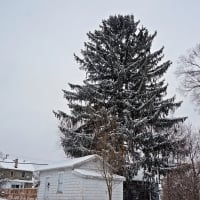 Giant Winter Tree