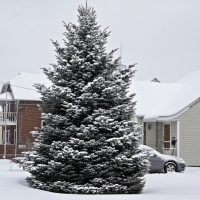 Snowy Winter Tree