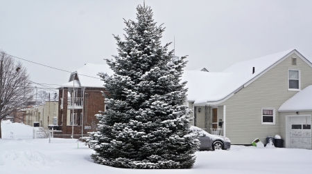 Snowy Winter Tree - Snowy Winter Tree, winter tree, snowy tree, snow tree, beautiful tree, pretty tree