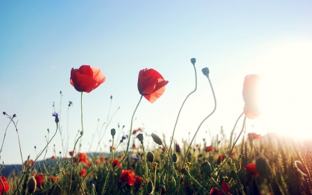 Poppies in the Sun