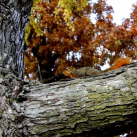 Pet Squirrel