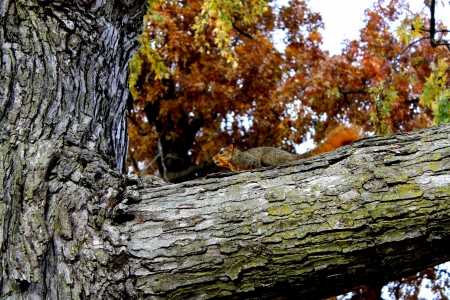 Pet Squirrel - Cute, Animals, Squirrels, Pets