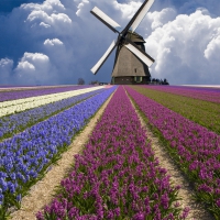 Field of Hyacinths