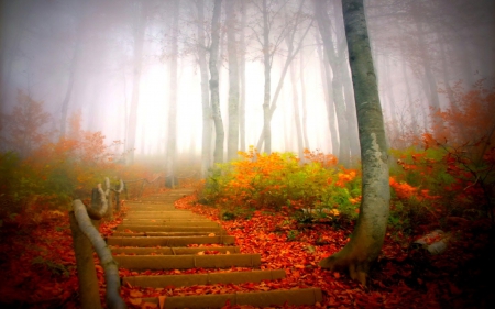 Early Morning - autumn, trees, wood, fall, green, light, logs, park, plants, country, bright, nature, forest, living, steps, bunch, fog, leaves, shadow